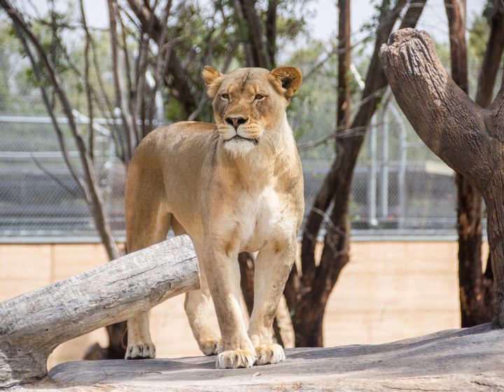Dubbo Zoo