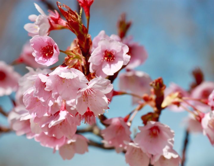 cherry-blossoms-WM8ZBGD