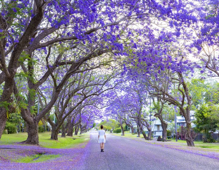 grafton_jacaranda_hi-res8-crop