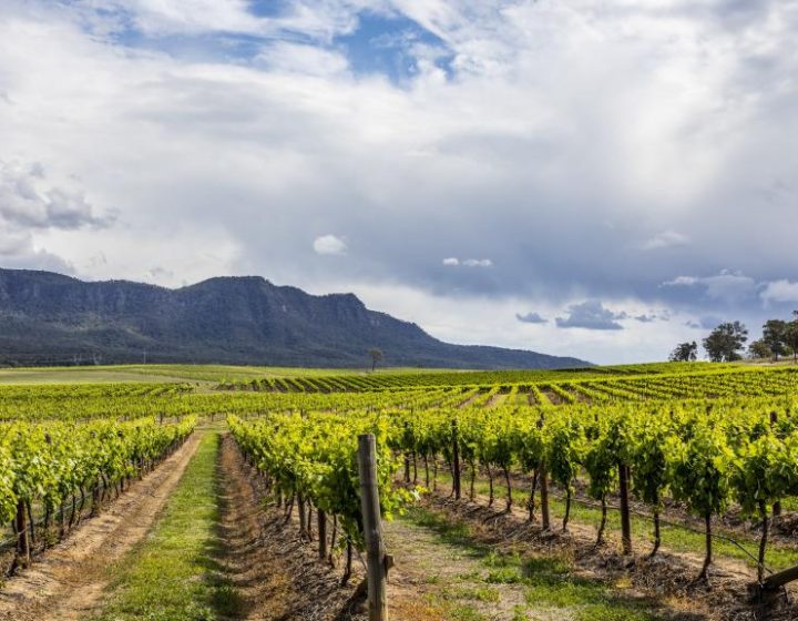 hunter-valley-winery-101567-ws